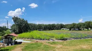 Starting Moringa Seedlings on Raised Beds