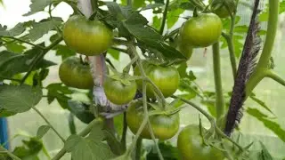 ОБЗОР НОВИНОК В ТОМАТНОЙ ТЕПЛИЦЕ