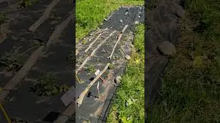 Второй год борьбы с борщевиком Сосновского. Методы борьбы 3