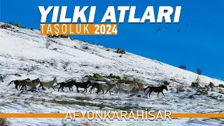 YILKI ATLARI 2024 AFYONKARAHİSAR KUMALAR DAĞI ;WILD HORSES TURKEY