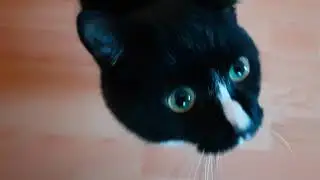 Heinrich the cat