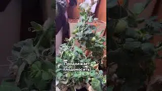 #растения
