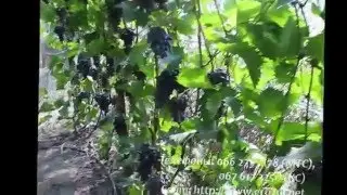 Сорт винограда памяти Негруля