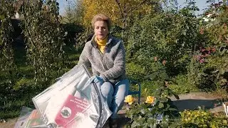 Как надёжно защитить розы от холода?