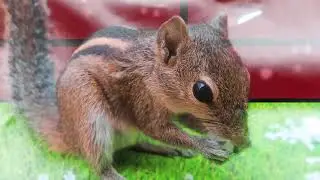 Squirrel/adobe premiere pro CC 2015 green screen video edit/video background changer