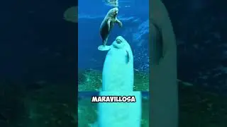 Manatees ❤️ 