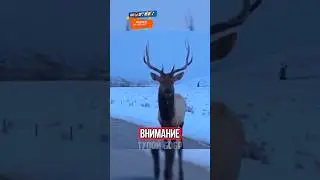 ОЛЕНЬ ОПОЗОРИЛ ЛЮДЕЙ В МАШИНЕ!