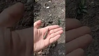 Металлоискатель 2022! Артефакт на поверхности!