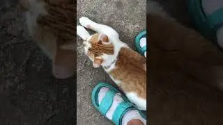 Это Жужа, мы ее забрали из приюта 4 года назад. И котенок из подворотни.