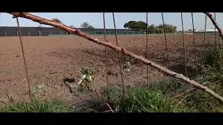 Arbol de Damasco increíble con raíces.