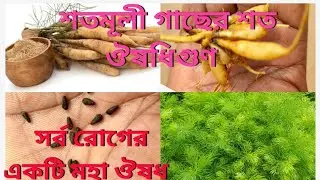 শতমূলী গাছের শত উপকারিতা ঔষধি গুণ।shotomul plant important.shatavari plant