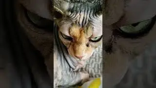 Не будите спящую кошку это опасно #shots