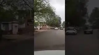 WHERE THE JACARANDA BLOOMS......A DRIVE