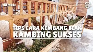 TERNAK KAMBING BAGI PEMULA - PB. Sri Asih Cipajang