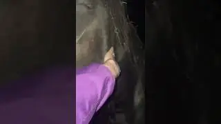 Красотка кобылка Фриз