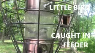 LITTLE BIRD TRAPPED IN BIRD FEEDER