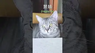 Китайский для начинающих с иллюстрациями.