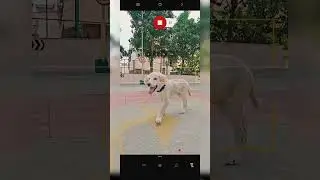 Auto Focus Tracking on motorola #edge50ultra