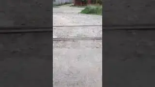 Собаки гомосексуалисты
