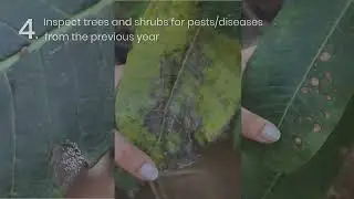 When to prune is an important step in keeping plants healthy!