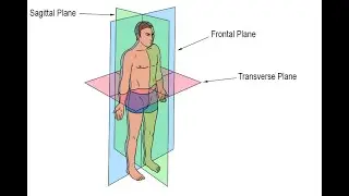Anatomical Planes of the Body ; Sagittal, Coronal, Frontal, Transverse, Oblique