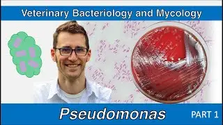 Pseudomonas + non-fermenters (Part 1) - Veterinary Bacteriology and Mycology