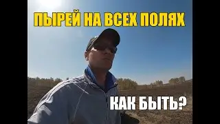 Пырей ползучий