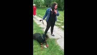 ротвейлер приколы с собаками 2018 руки отгрызали пьяные бабы