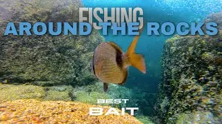 BEST BAIT FOR FISHING AROUND THE ROCKS