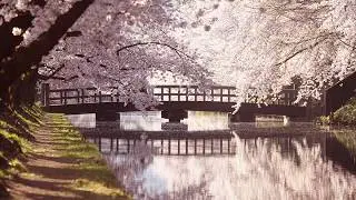 癒しの水風景でリフレシュ!!  「 水園　水桜」　水と光の情景写真家　高橋福生　　( 高画質版)