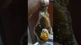 honey cutting😋