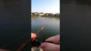 topwater action on the lunkerhunt spider   #fishing