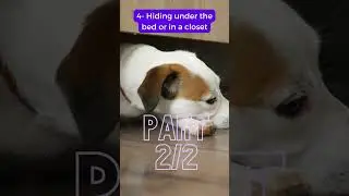 5 Odd Dog Behaviors and What They Actually Mean  Part 2/2 #shorts