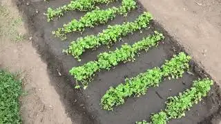 Зеленные культуры на участке начинают поспевать, 19 июня