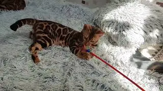 Бомбезно красивый бенгальский котенок Dakota Gold bengal kitten