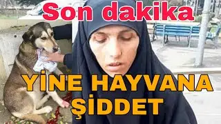 Son dakika haberler: İstanbul'da kedi ve köpek yiyen kadın hakkında şok gerçek ortaya çıktı!