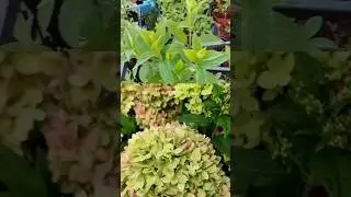 Гортензия Be Green WhatsApp89379901101
