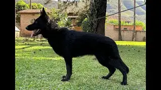 Wolt do Sadonana, 14 meses - Preparando para o BH