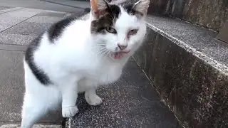 [野良猫]気持ち良さそうに座ってたキジ白猫が少しだけモフらせてくれました！[straycat]The sitting cat made me mofu a little!
