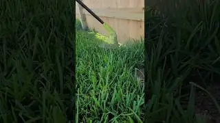 Ryobi 40V 12 in. Cordless Battery String Trimmer - Tall Grass Test