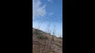 Bats in Flight