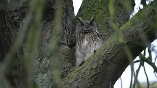 Bubo bubo   Leuven 22.01.2022
