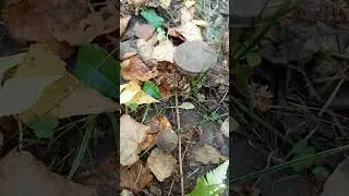 подосиновик белый и классический