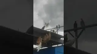 #pigeon