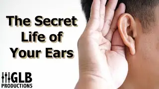 The Secret Life of Your Ears