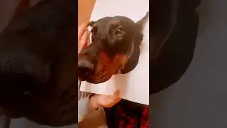Рисуем собаку