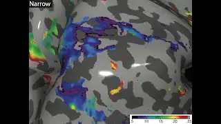 Distributed range adaptation: Adaptive efficient coding of numerosity in parietal cortex