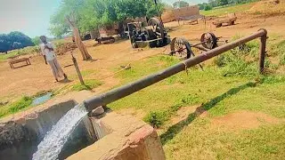 Diesel Oil Engine Work With Tube Well _ Heavy Diesel Oil Engine Amazing Starting _ Ruston Engine