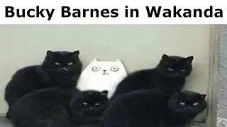 MARVEL MEMES