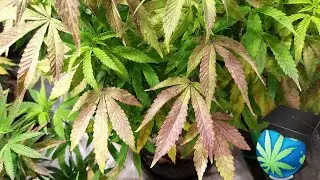 How To Identify MOLYBDENUM Deficiency In Cannabis Ft. All New SolarXtreme 500
